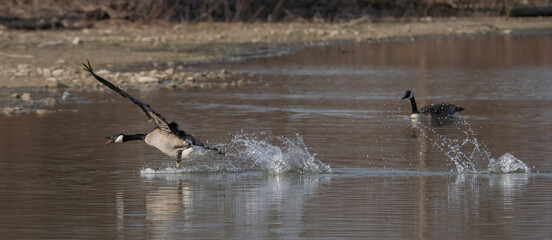 canada goose landing in water