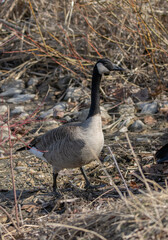 canada goose walking