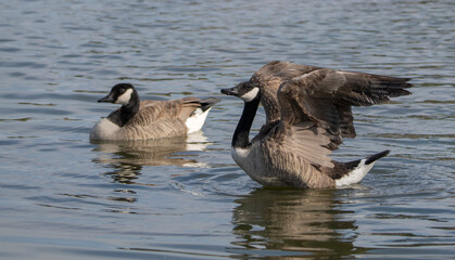 canada geese in water