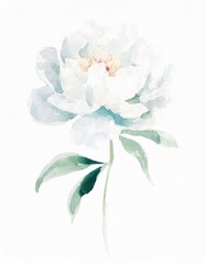 Fototapeta premium Hand drawn watercolor white peony flower isolated on white background