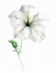 Hand drawn watercolor white petunia flower isolated on white background