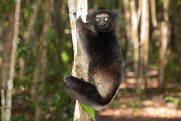 Lemur Indri indri, babakoto largest lemur from Madagascar