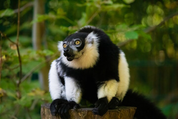 Black and white Ruffed Lemur closeup