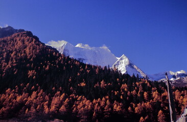 Snow-capped mountain and pine forest at Yading Nature Reserve in Daocheng county, Sichuan province,...