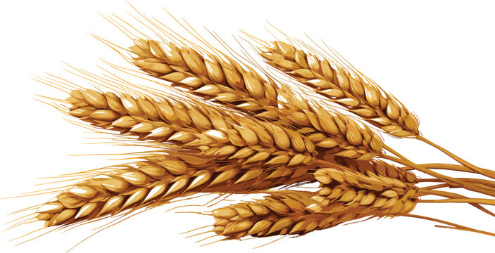 Watercolor Malt for Beer production. Wheat Grains on white isolated background. Hand painted illustration of Barley for Octoberfest  vector 