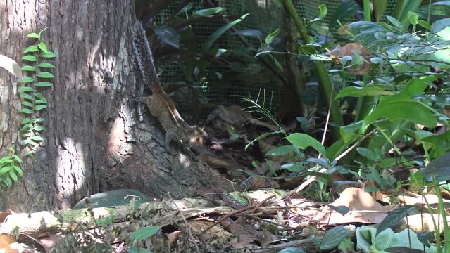Indian palm squirrel three-striped palm squirrel (Funambulus palmarum) climbing down a tree to check the ground for food.