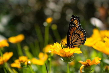 Obraz premium monarch butterfly on plant