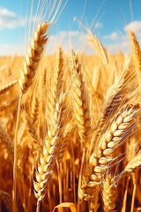 Golden Wheat Field Harvest 