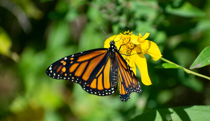 monarch butterfly on plant