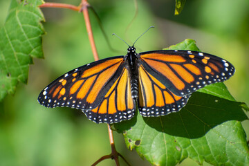 monarch butterfly on plant