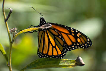 monarch butterfly on plant