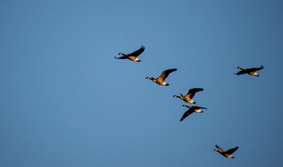 canada geese flying