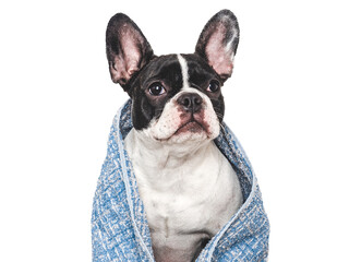 Cute puppy and blue towel. Grooming dog. Close-up, indoors. Studio shot. Concept of care, education, obedience training and raising pets