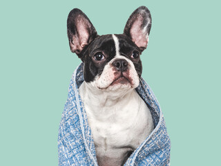 Fototapeta premium Cute puppy and blue towel. Grooming dog. Close-up, indoors. Studio shot. Concept of care, education, obedience training and raising pets
