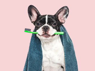 Fototapeta premium Cute puppy, towel and toothbrush. Clean and healthy teeth. Close-up, indoors. Studio shot, isolated background. Concept of care, education, obedience training and raising pets