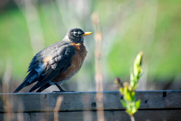 american robin