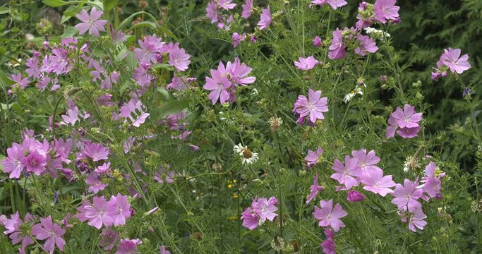 Pink flowers of musk mallow (Malva moschata) in a naturalistic garden. Leaves and flowers of musk mallow are common additions to "wild" salads.
