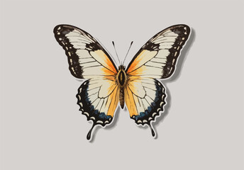 butterfly isolated on white background