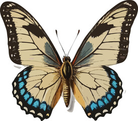 butterfly isolated on white background