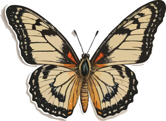 butterfly isolated on white background