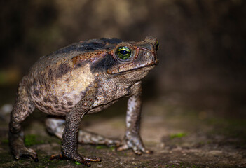 Sapo Boi, Cururu, Rhinella marina