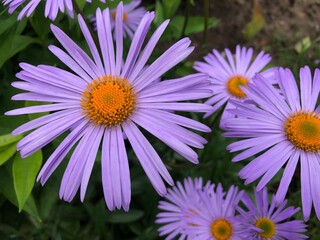 close up photo of blue daisies astilbe
