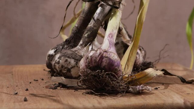 harvest of organic garlic close up on wooden surface food rotation