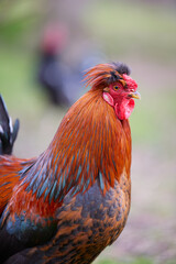 Close up of rooster in garden