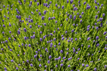 Lavender closeup