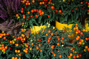 vibrant orange and red berries on lush green plants, displayed in yellow pots, with purple flowers in a wicker basket in the background