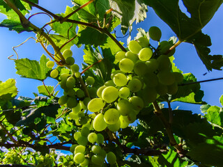 irrigation system in a vineyard with green grapes in Brazil