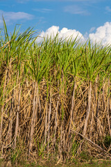 Sugar cane field and blue sky on the farm in Brazil
