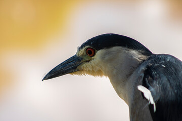Night heron, Nycticorax nycticorax, grey water bird sitting, animal in the nature habitat, Brazil.