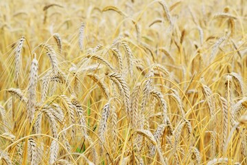 photo on the field of ripe wheat