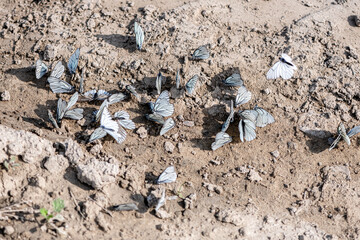 A lot of white butterflies, hawthorns, cabbage moths sit on the ground
