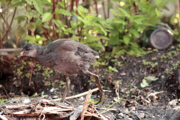 Caught in a Glimpse: The Timid Moorhen Chick