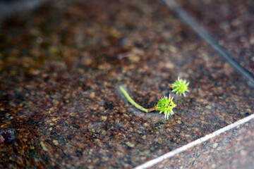 Chestnut fruit beginning to form, resting on granite stone, symbolizing new life on a solid foundation