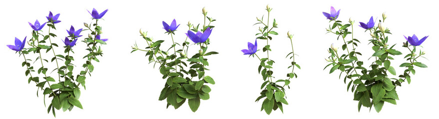 Set of flowers isolated. Bellflowers. Campanula. 3D illustration.