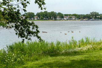 Canada Geese And Goslings On Fox River Shoreline Near De Pere, Wiscoinsin