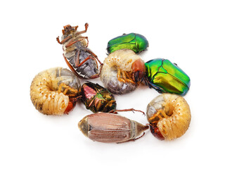 A group of insects that damage the garden.