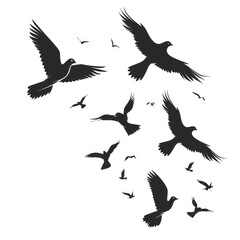 Naklejka premium Vector silhouette of a pigeons flock isolated on white background. Pigeons in flight and sitting in different poses.