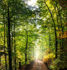 Path going through the forest