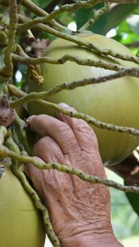 Slow motion Asian farmer is picking up small and short coconuts using cutting knife , whose fragrant water and soft flesh are perfect to sell as a beverage or called coconut with a flagrant juice.