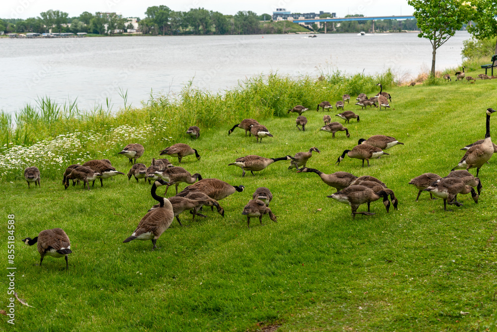 Sticker canada geese and goslings on fox river shoreline near de pere, wiscoinsin