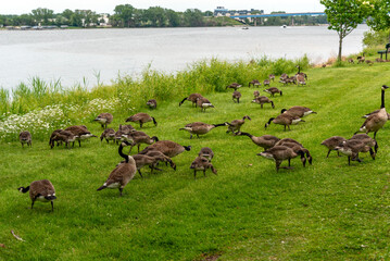 Canada Geese And Goslings On Fox River Shoreline Near De Pere, Wiscoinsin