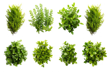 series of silhouettes of green bushes, figures on a white background.