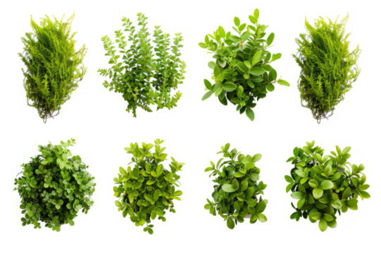 series of silhouettes of green bushes, figures on a white background.