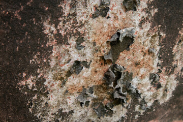 Dried moss stains on the wall