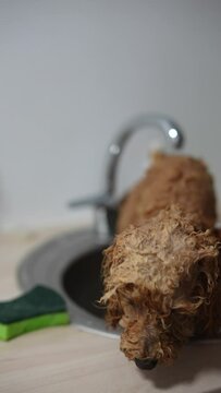 A cute dog getting a bath in the sink, enjoying the attention and care from its family in a home