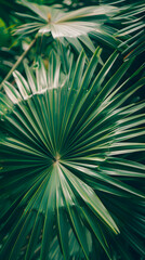Obraz premium palm leaf texture natural tropical green leaf close up
